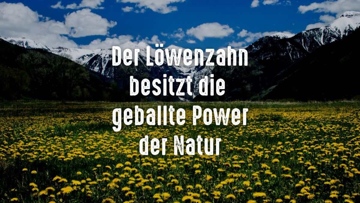 lowenzahn geballte power