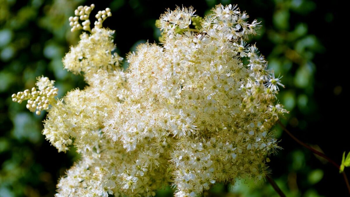 Meadowsweet - a wild herb and medicinal plant - versatile effective and helps with pain