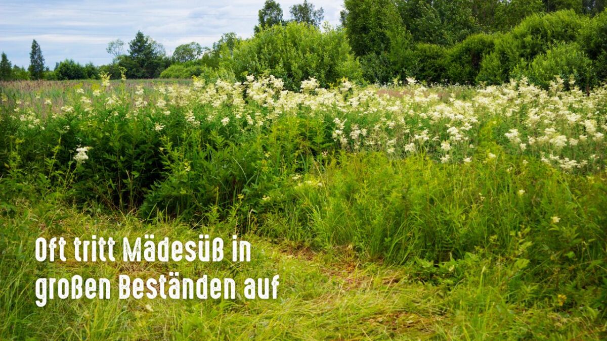 maedesuess tritt oft in groessen bestaenden auf