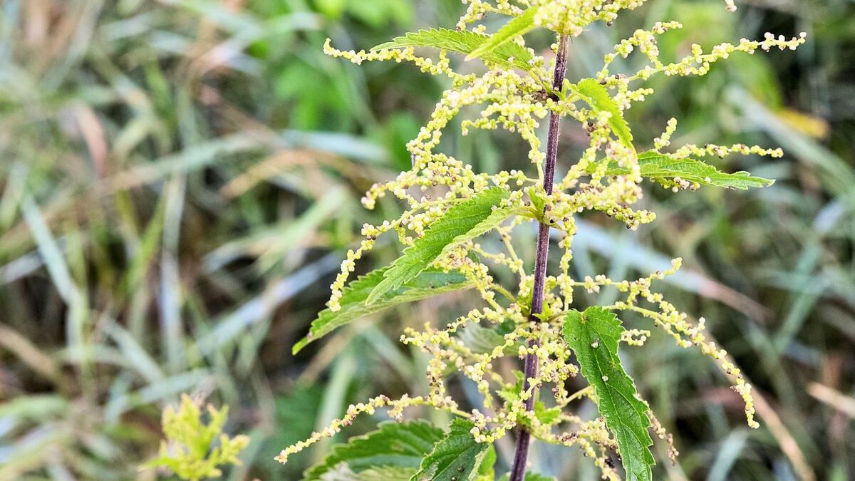 Brennnesselsamen sammeln: Ernte, Trocknen, Verwendung maennliche brennnessel mit pollen 1