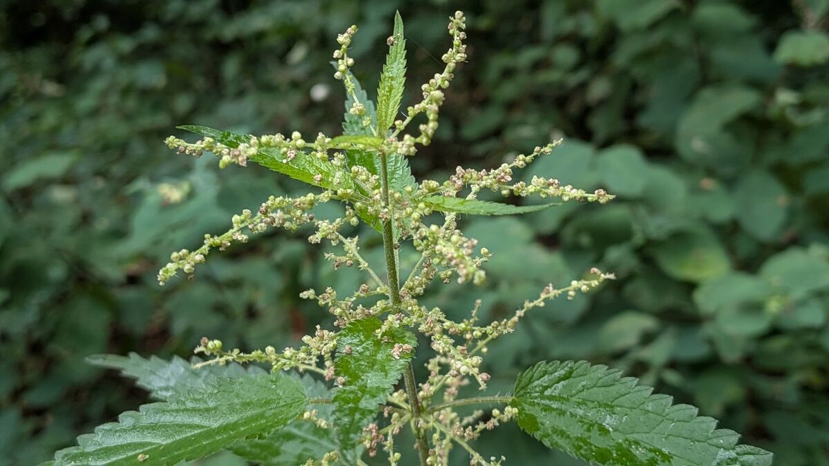 Die Pollen der männlichen Brennnessel.