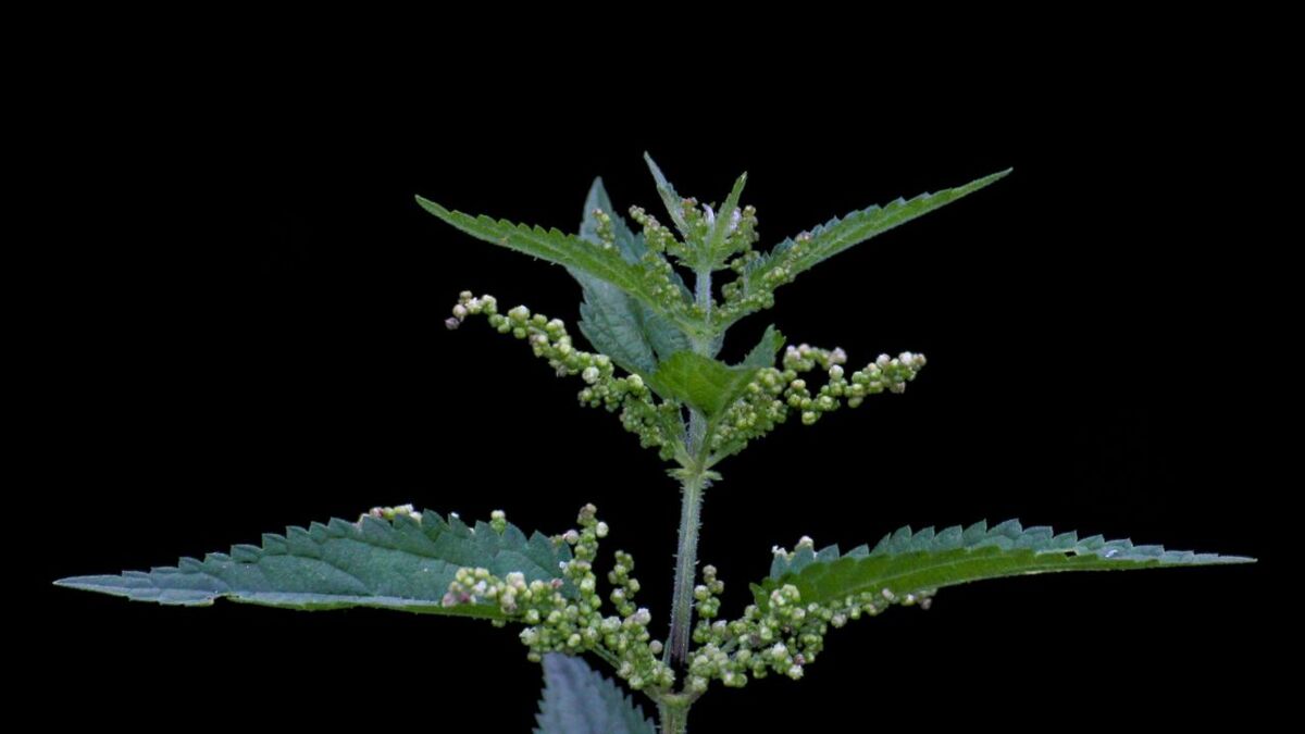 Brennnesselsamen sammeln: Ernte, Trocknen, Verwendung maennliche brennnessel mit pollen 2