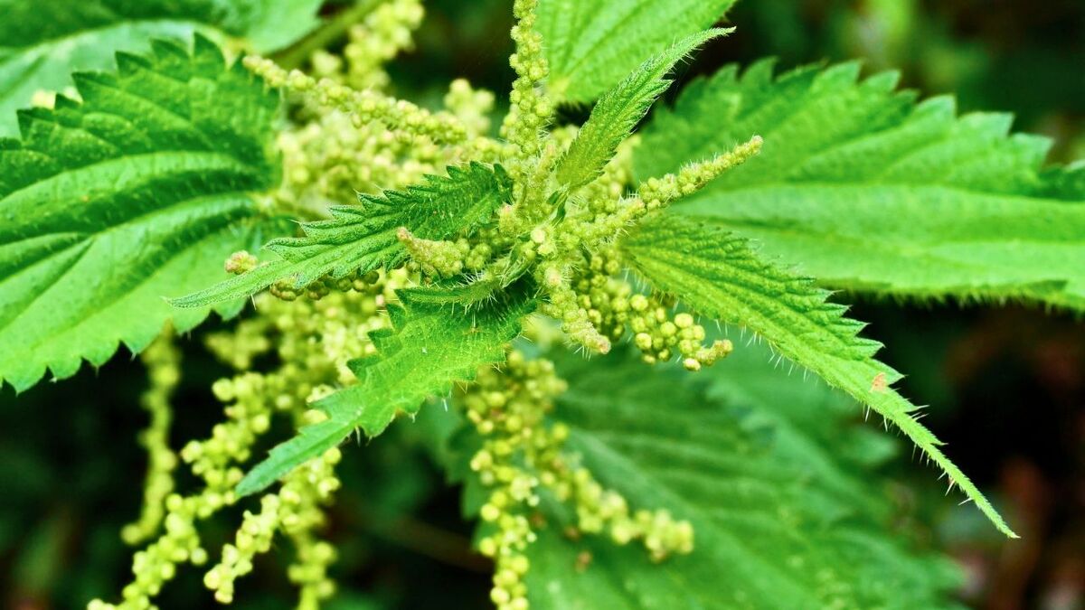 Brennnesselsamen sammeln: Ernte, Trocknen, Verwendung maennliche brennnessel mit pollen