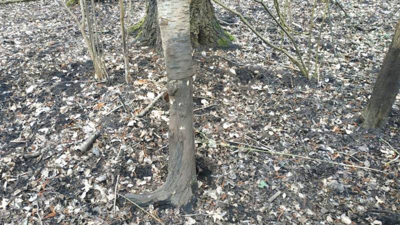 A rubbing tree (birch) used by wild boars to rub against their skin