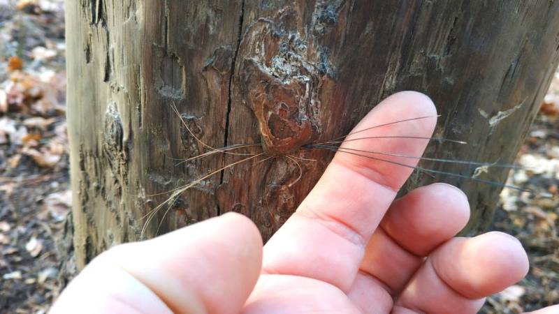 Wild boar bristles on tree