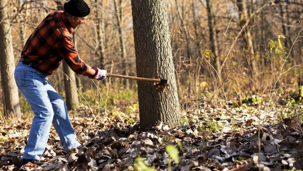 I don't think it's a promising idea to fell mature and heavy trees without experience. The risk is too great. You could injure yourself or the tree could fall on you and injure you. Start small instead.