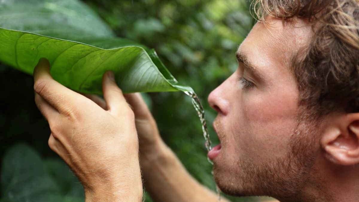 mann trinkt wasser aus blatt