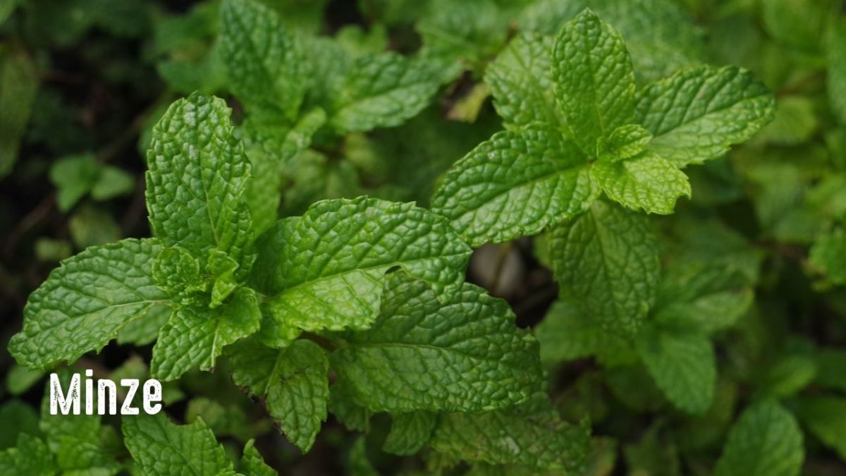 Herbs, like mint, can be propagated through stem cuttings