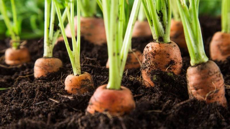 Gemüsegarten: Prepping bedeutet auch Selbstversorgung in Krisenzeiten