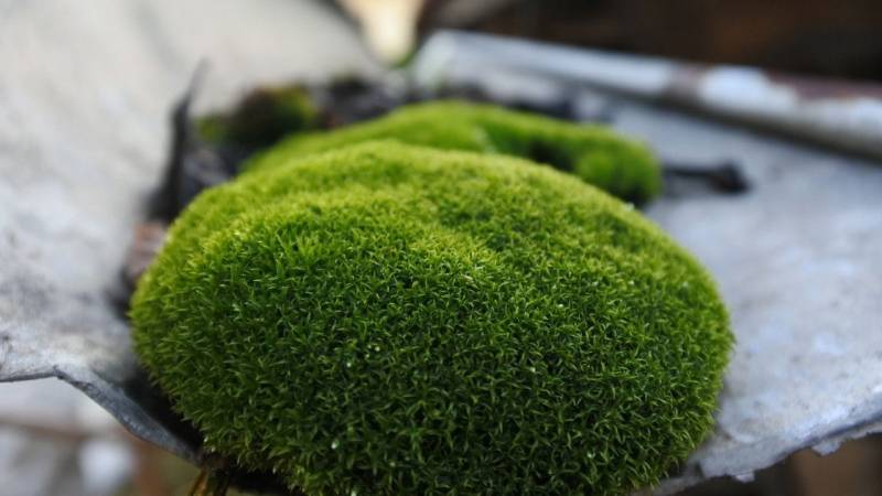 With moss it is possible to stop a strong bleeding