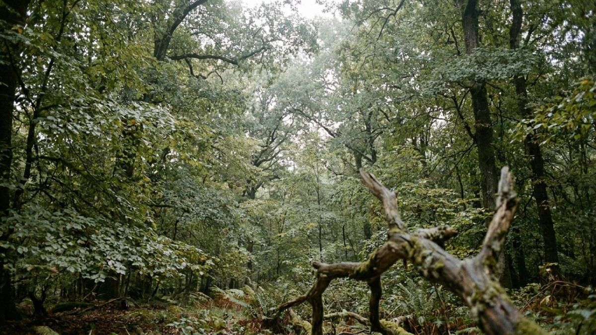 moosbewachsener ast wald