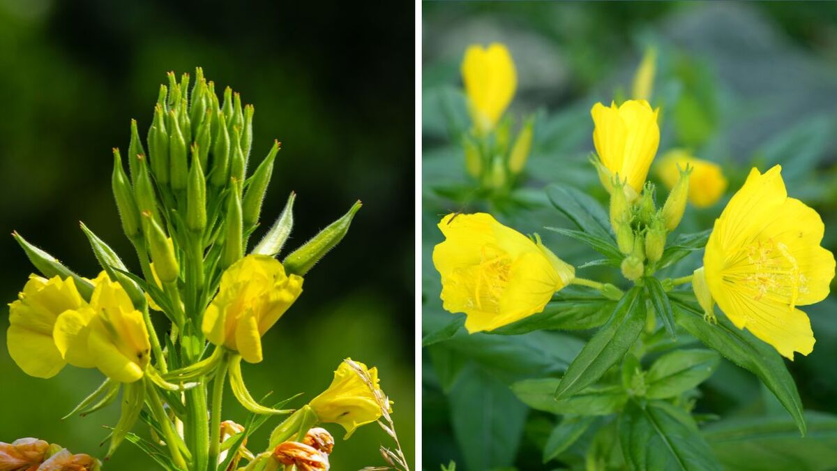 Die Kraft der Nachtkerze: Survival-Food & Apotheke nachtkerze oenothera biennis 1