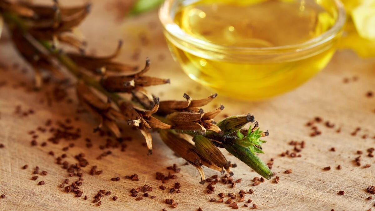 Die Kraft der Nachtkerze: Survival-Food & Apotheke nachtkerze oenothera biennis 10