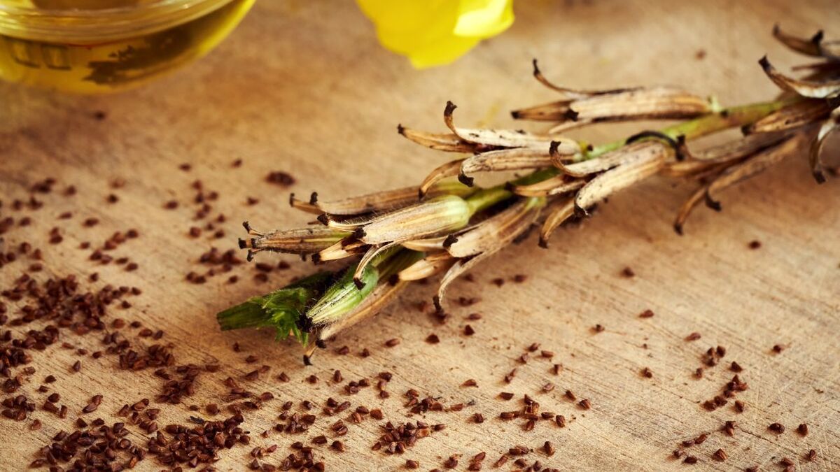 Die Kraft der Nachtkerze: Survival-Food & Apotheke nachtkerze oenothera biennis 13 1