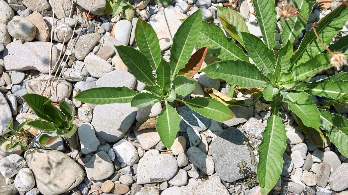 Die Kraft der Nachtkerze: Survival-Food & Apotheke nachtkerze oenothera biennis 14
