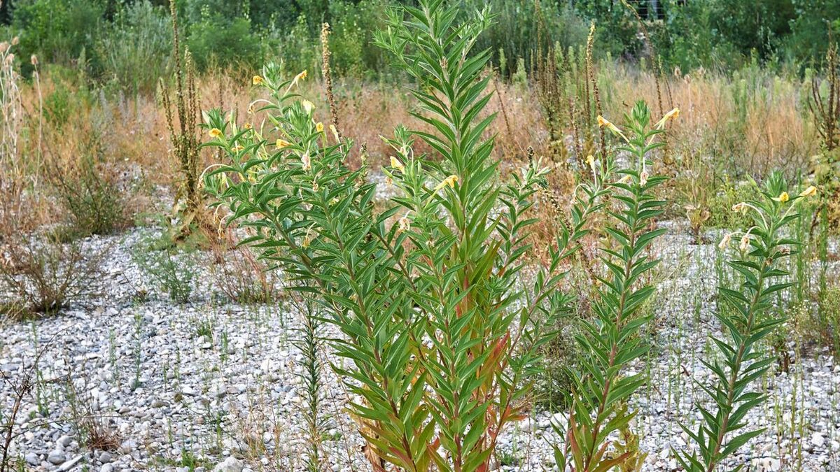 Die Kraft der Nachtkerze: Survival-Food & Apotheke nachtkerze oenothera biennis 15