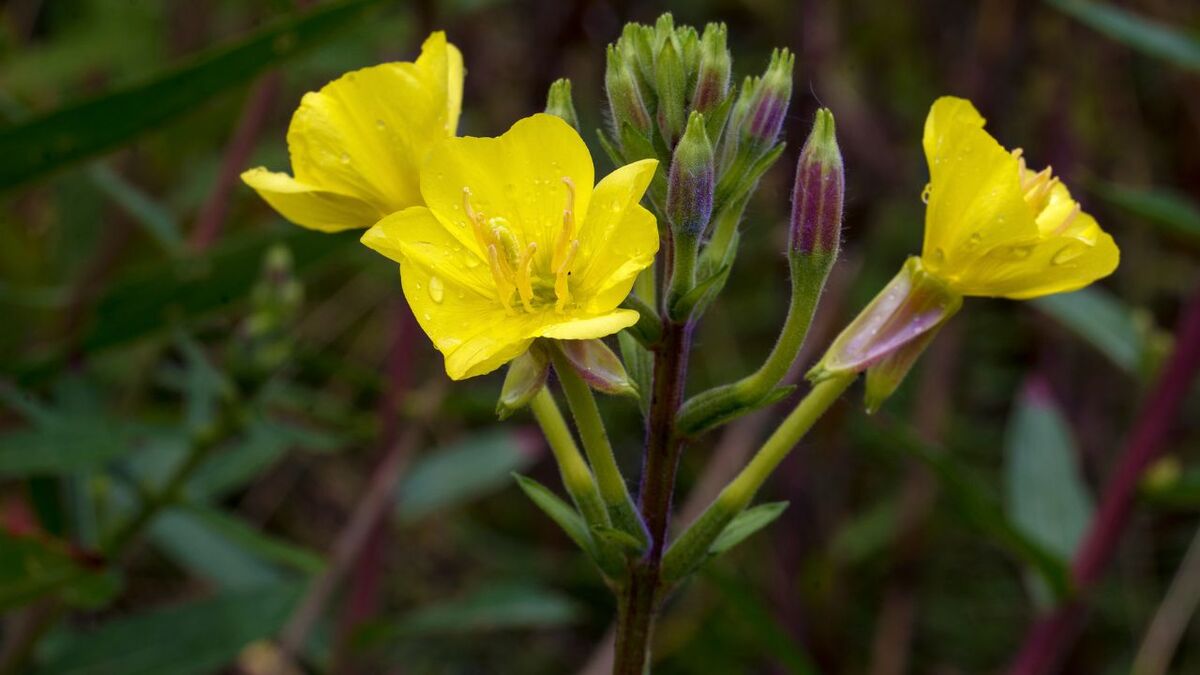 Die Kraft der Nachtkerze: Survival-Food & Apotheke nachtkerze oenothera biennis 16