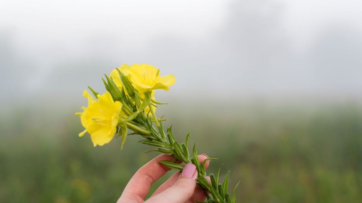 Die Kraft der Nachtkerze: Survival-Food & Apotheke nachtkerze oenothera biennis 3