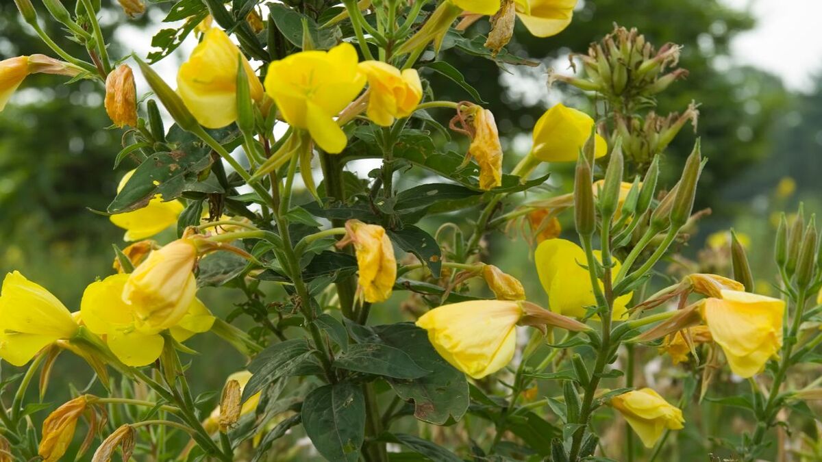 Die Kraft der Nachtkerze: Survival-Food & Apotheke nachtkerze oenothera biennis 4