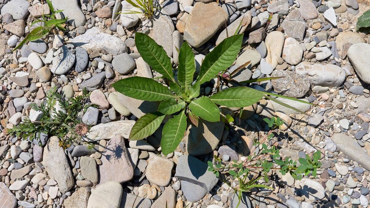 Die Kraft der Nachtkerze: Survival-Food & Apotheke nachtkerze oenothera biennis 7