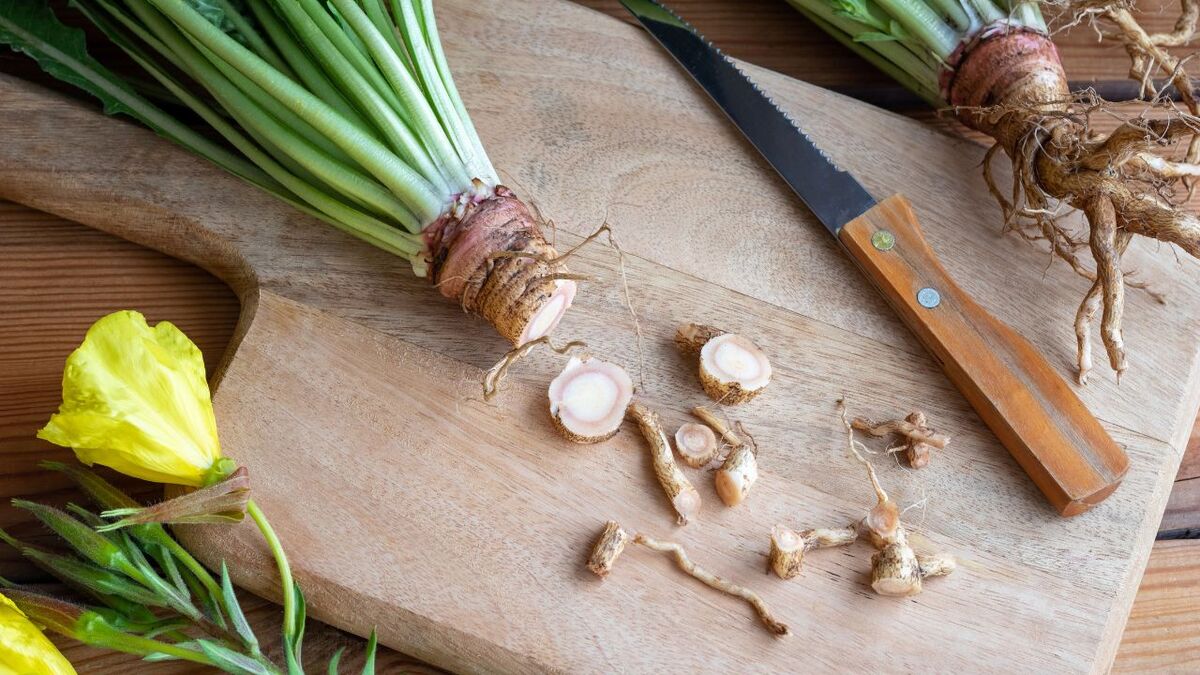 Die Kraft der Nachtkerze: Survival-Food & Apotheke nachtkerze wurzel 1