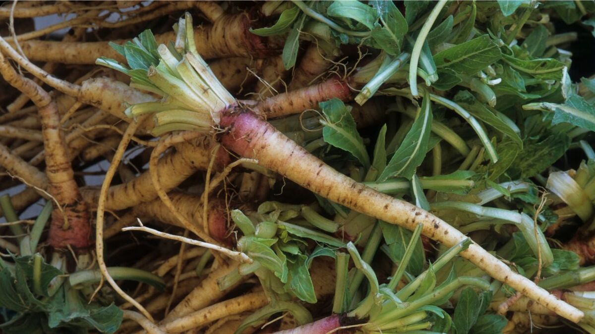 Die Kraft der Nachtkerze: Survival-Food & Apotheke nachtkerze wurzel
