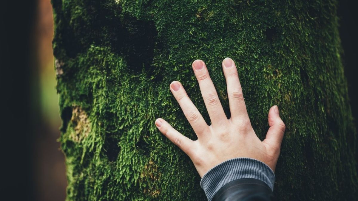 naturverbundenheit hand am baum