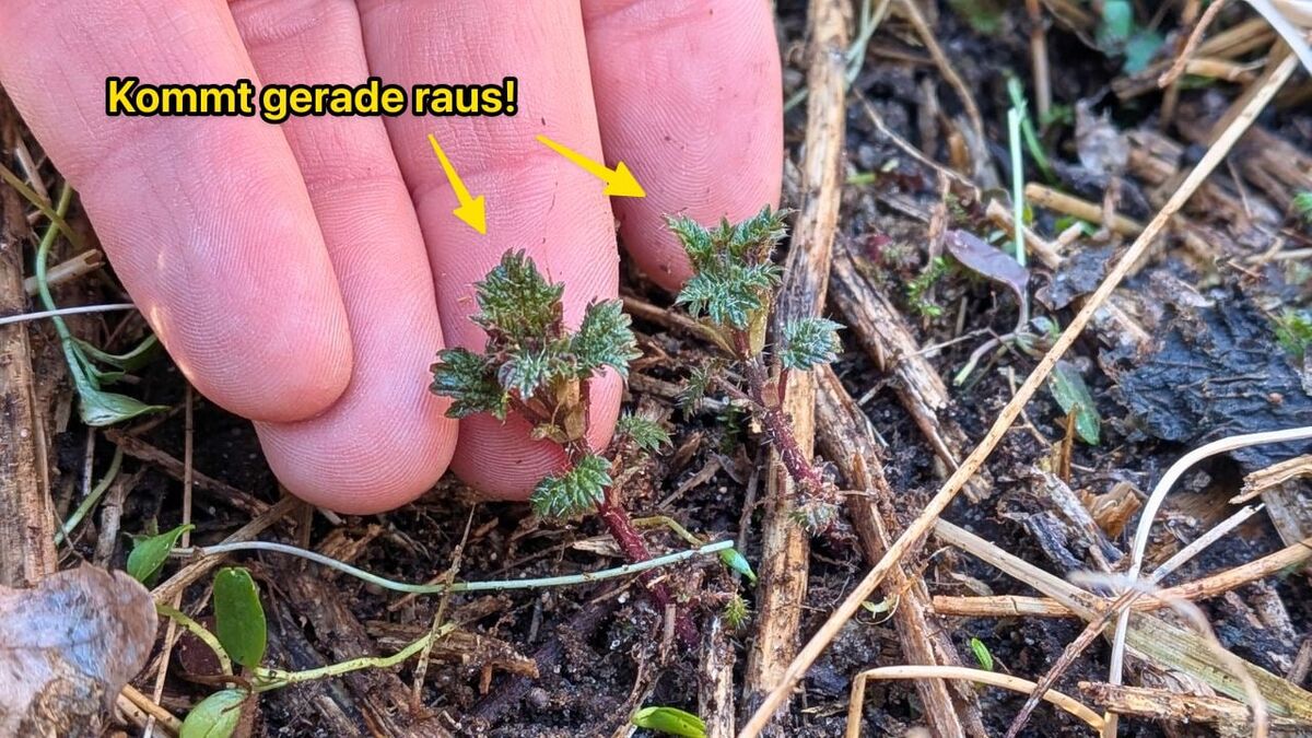 nl 6b98e2527d26a2d1a57c459b63ab8fe028dcf01e