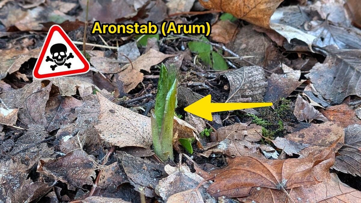 nl 8cfc135c8b02808819b9c88a349b99f6120641aa