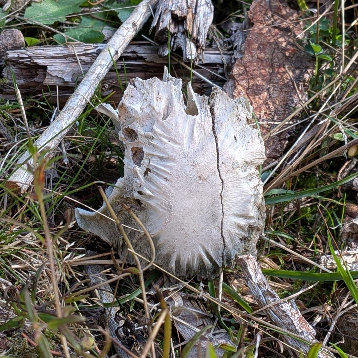 Die F.I.A.B. Mail (Freitag, 26.09.2025) nl abgenagter knochen im wald optimiert