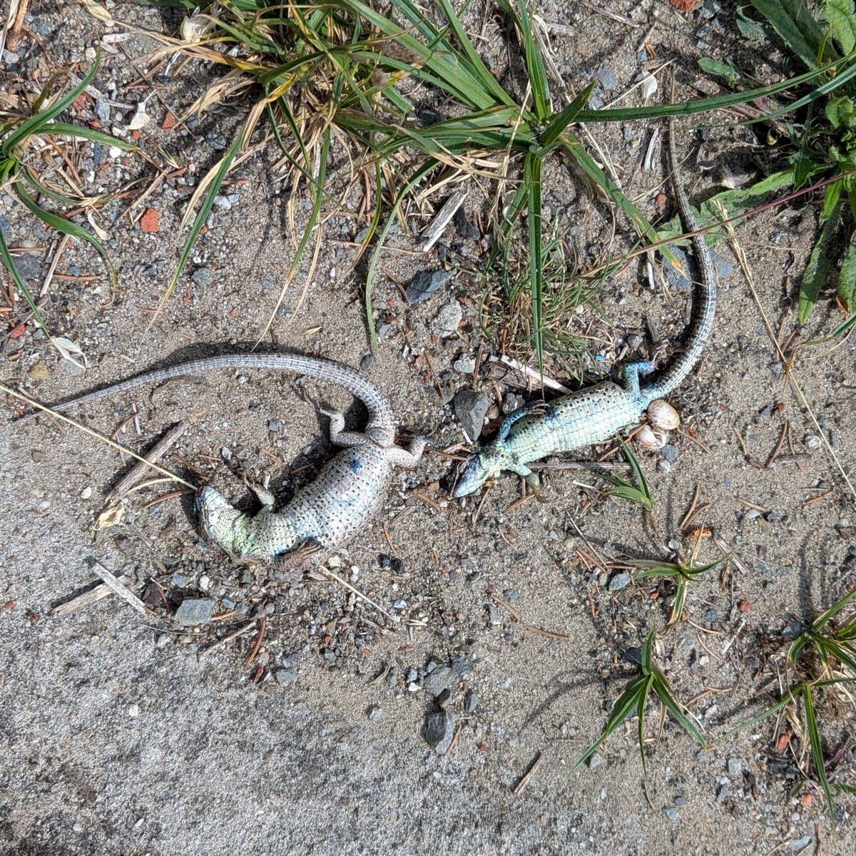 nl blaugruen vertrocknete eidechsen optimiert