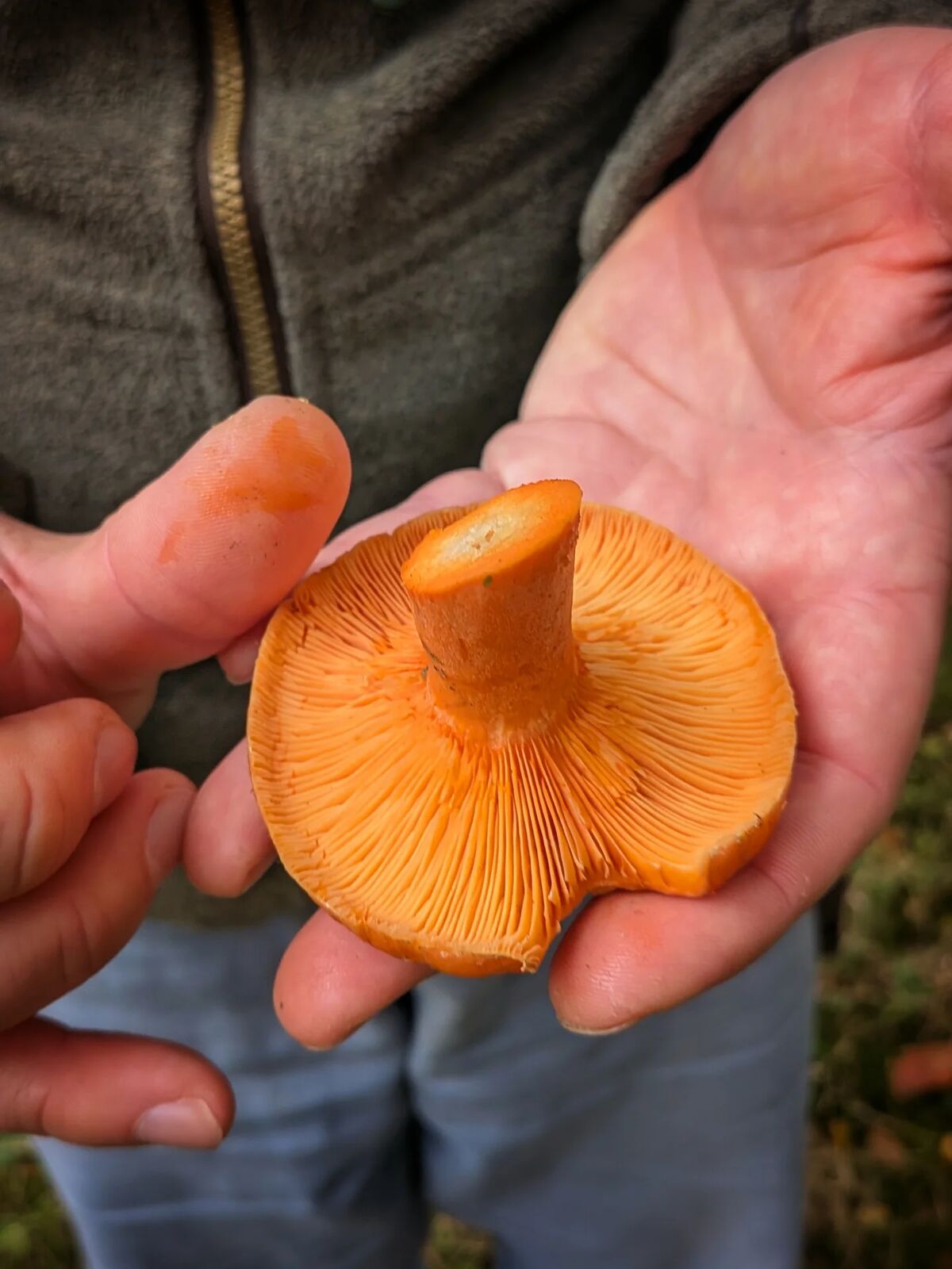 Die F.I.A.B. Mail (Freitag, 07.11.2025) nl fichten reizker