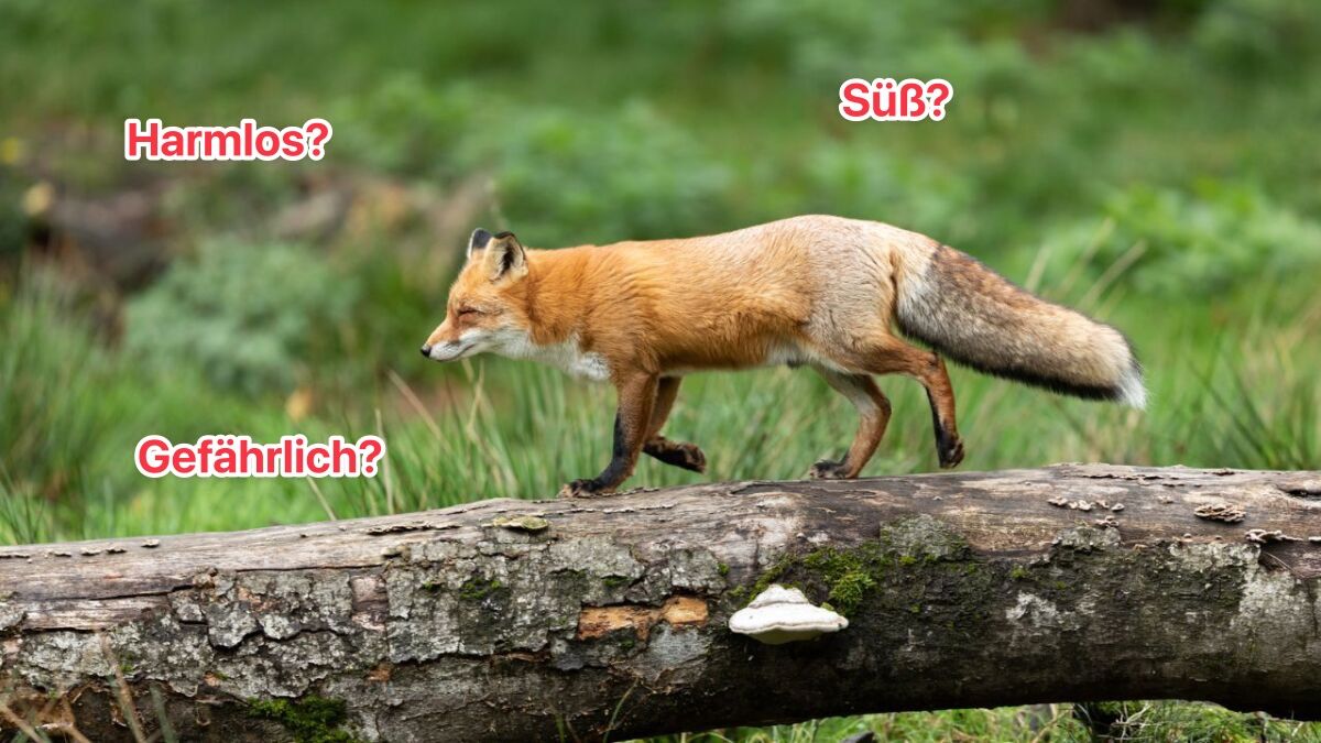 nl fuchs auf baumstamm