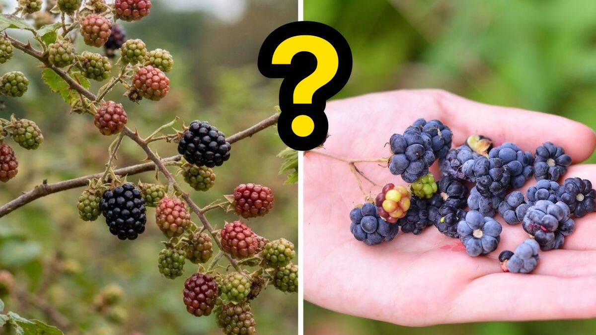nl kratzbeere brombeere