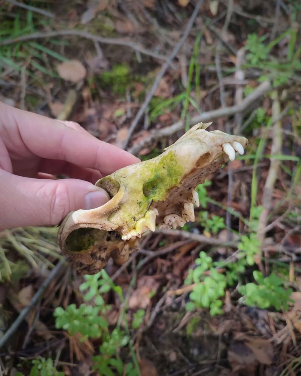 Die F.I.A.B. Mail (Freitag, 05.12.2025) nl schaedel