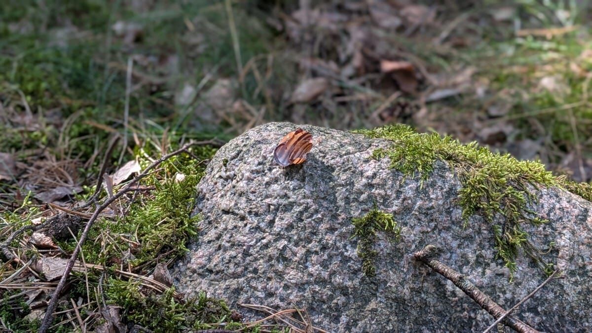 nl schneckenhaus drossel optimiert