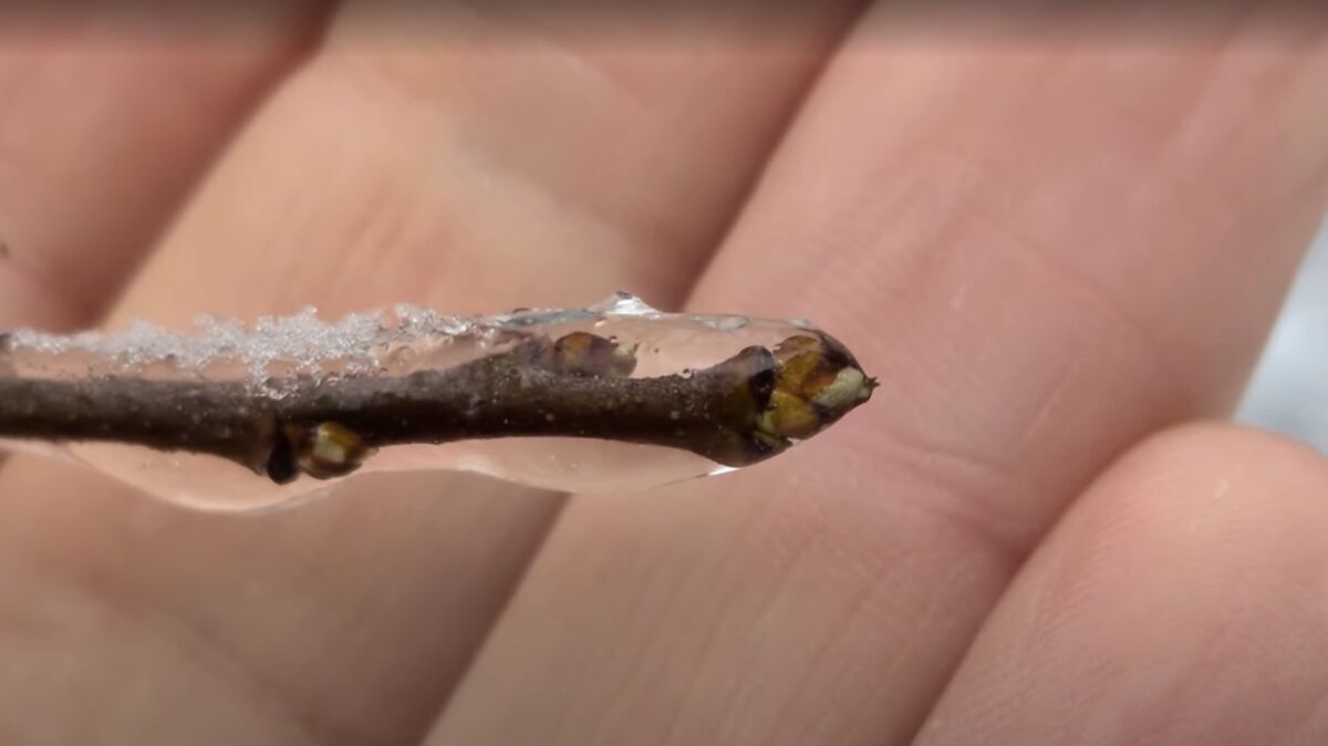 nl vereiste knospe 1