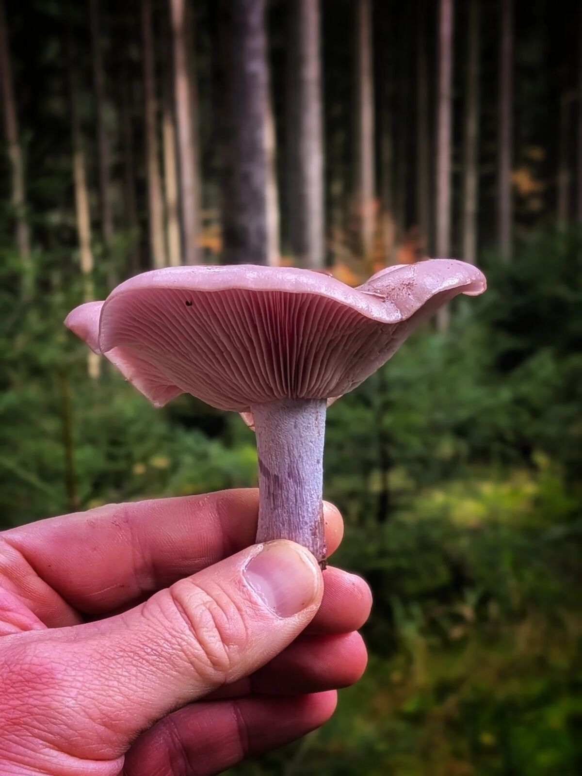 Die F.I.A.B. Mail (Freitag, 07.11.2025) nl violetter Ritterling