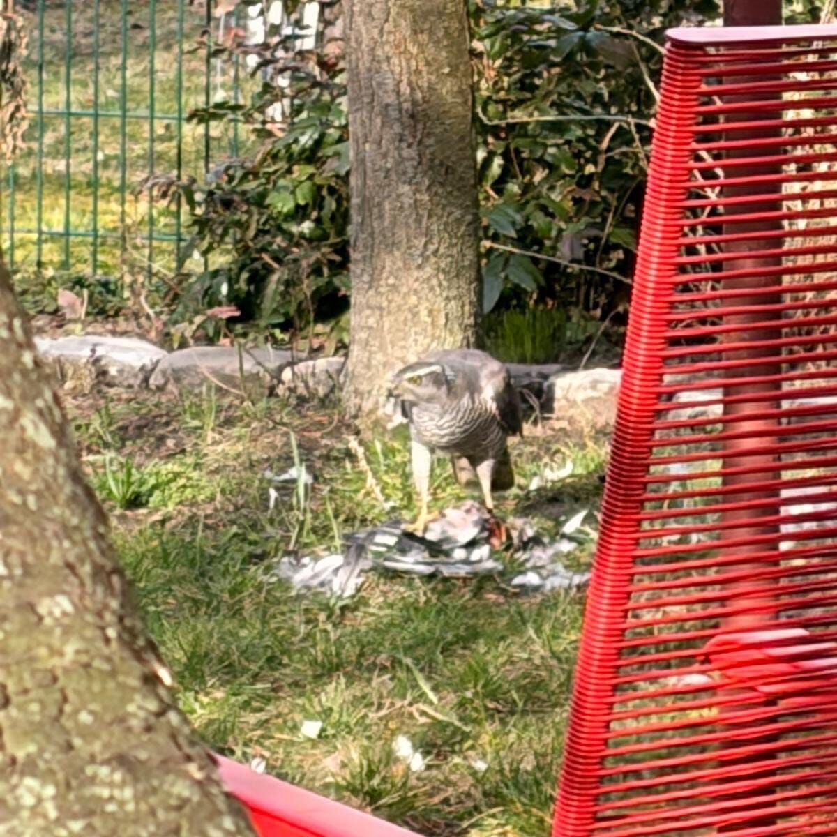 nl vogel raub optimiert