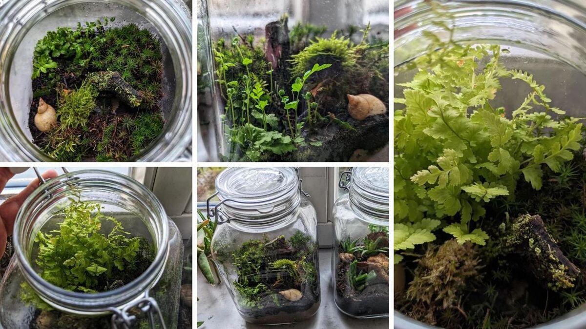 nl wald im glas
