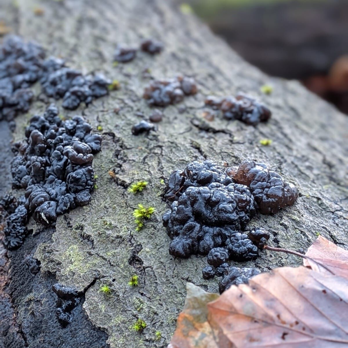 nl warziger druessling optimiert