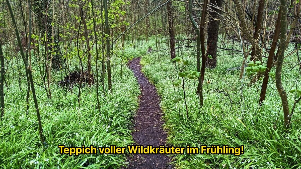 nl wildkraeuter fruehling