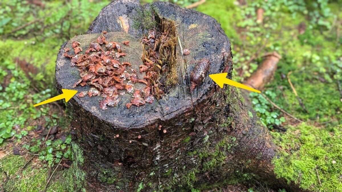 nl zapfen optimiert 1