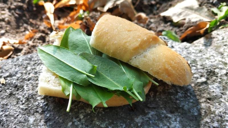 Sorrel on a buttered bread