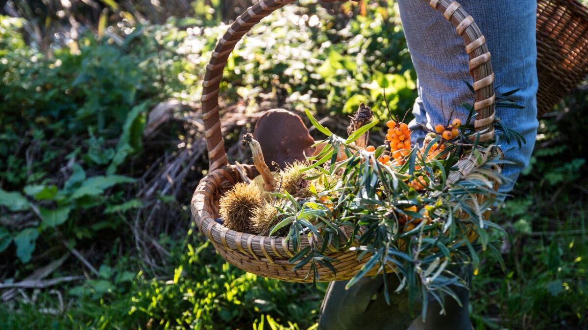 A forest garden is an agricultural system that mimics natural forest ecosystems. Forest gardens are a type of permaculture system. This type of garden aims to provide food while also maintaining biodiversity and ecological succession.