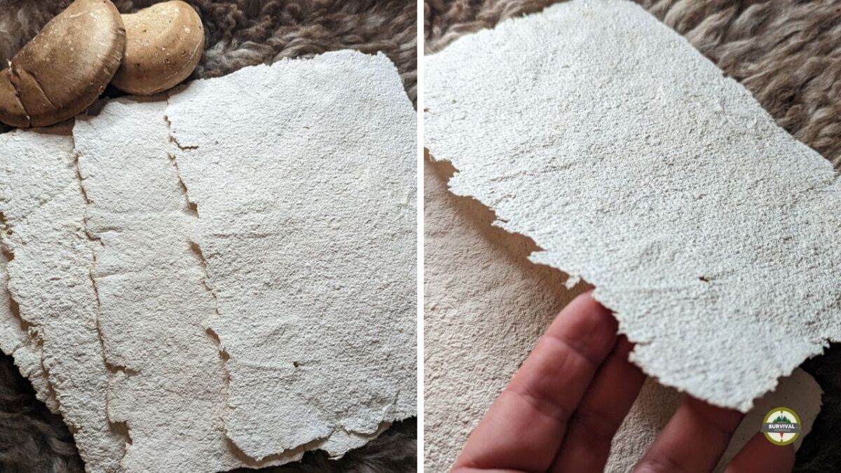 Paper made from Birch Polypore