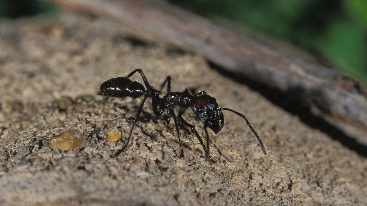 The 24-hour ant (Paraponera clavata) is one of the largest ants in the world and has a pretty painful sting. It mainly lives in Central and South America.