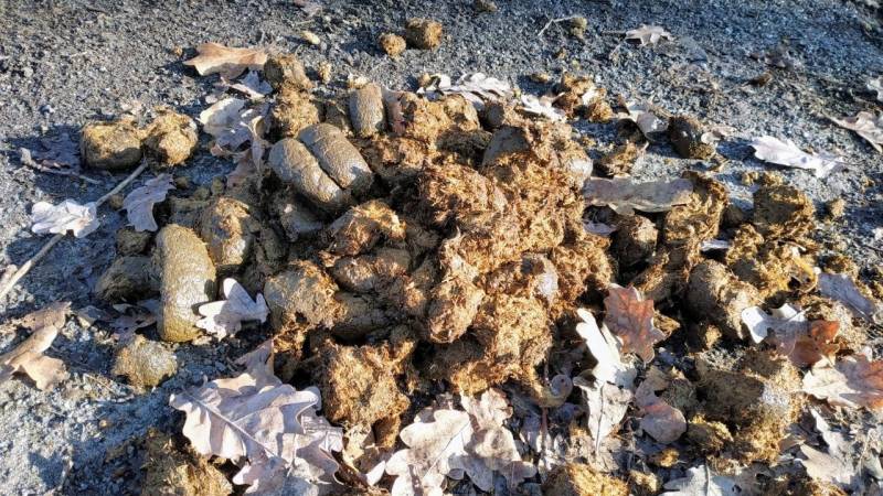 Dung from animals (herbivores) burns and is suitable as tinder when dry