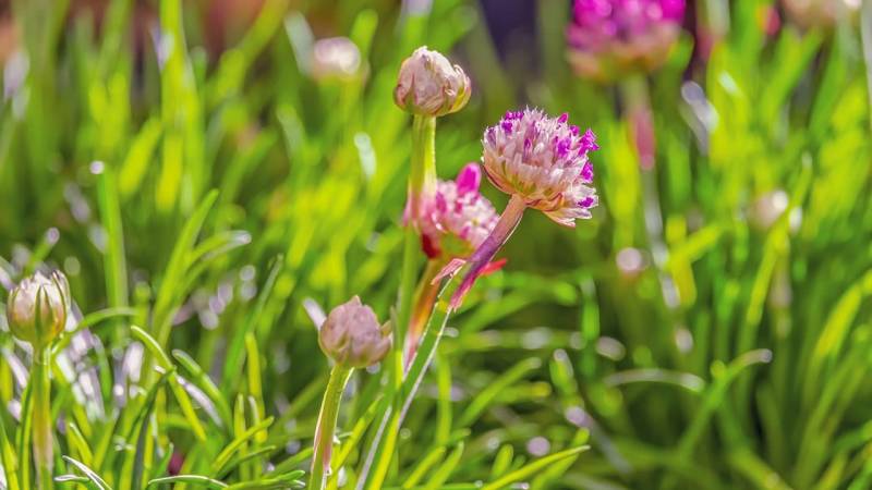 How to check whether a plant is edible [edibility test].