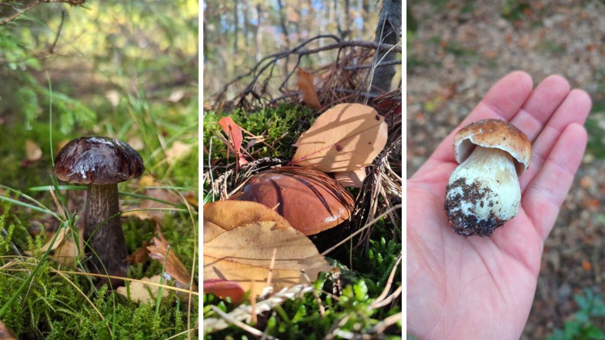 All the treasures await you when mushroom picking